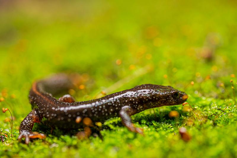 A Montseny brook newt, a critically endangered species in Catalonia
