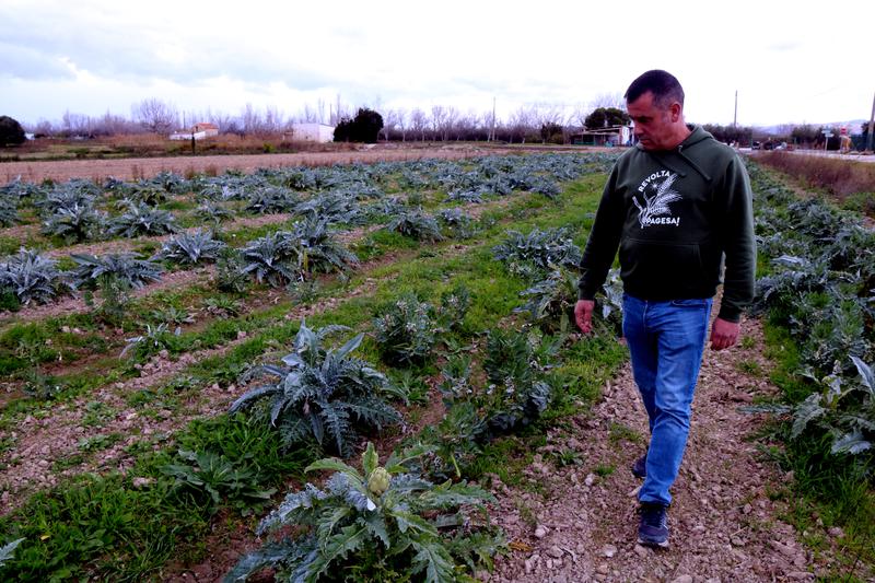 President of the Catalan Farmers' Guild, Joan Regolf, inspects his artichoke field