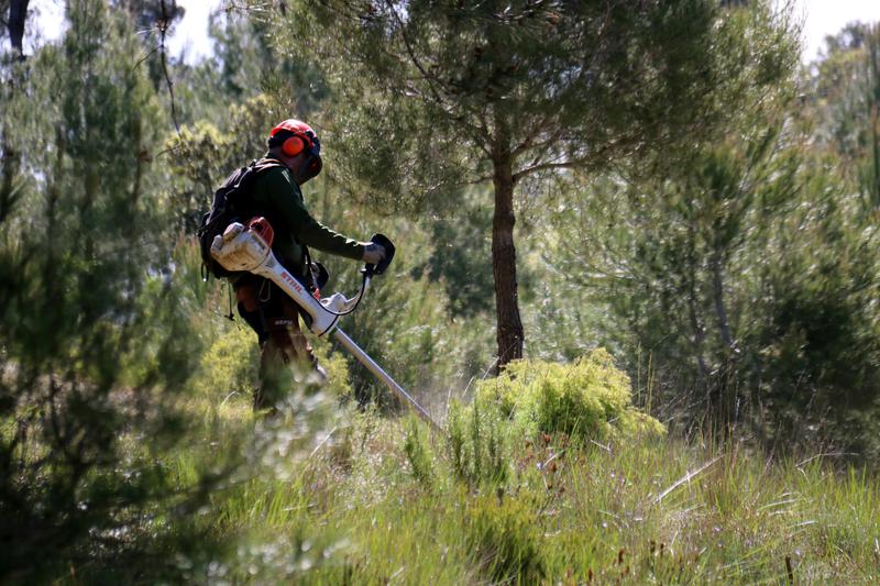 Menys de la meitat dels boscos de la Generalitat tenen pla de gestió i l'objectiu és arribar "al 100%" el 2028