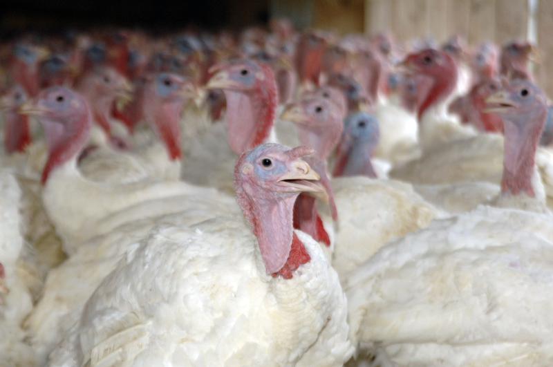 Farm-bred domesticated turkeys in Rockingham County, Virginia, on September 9, 2008