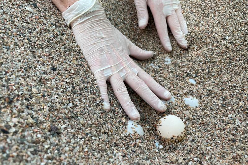 The eggs of the turtle nest discovered in Begur