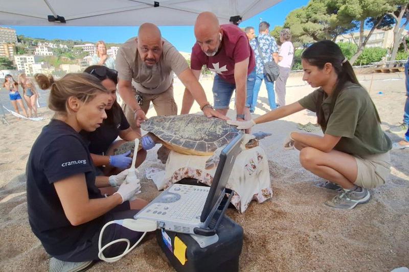 The loggerhead sea turtle that laid 101 eggs on the beach of Sant Feliu de Guíxols, on the Costa Brava