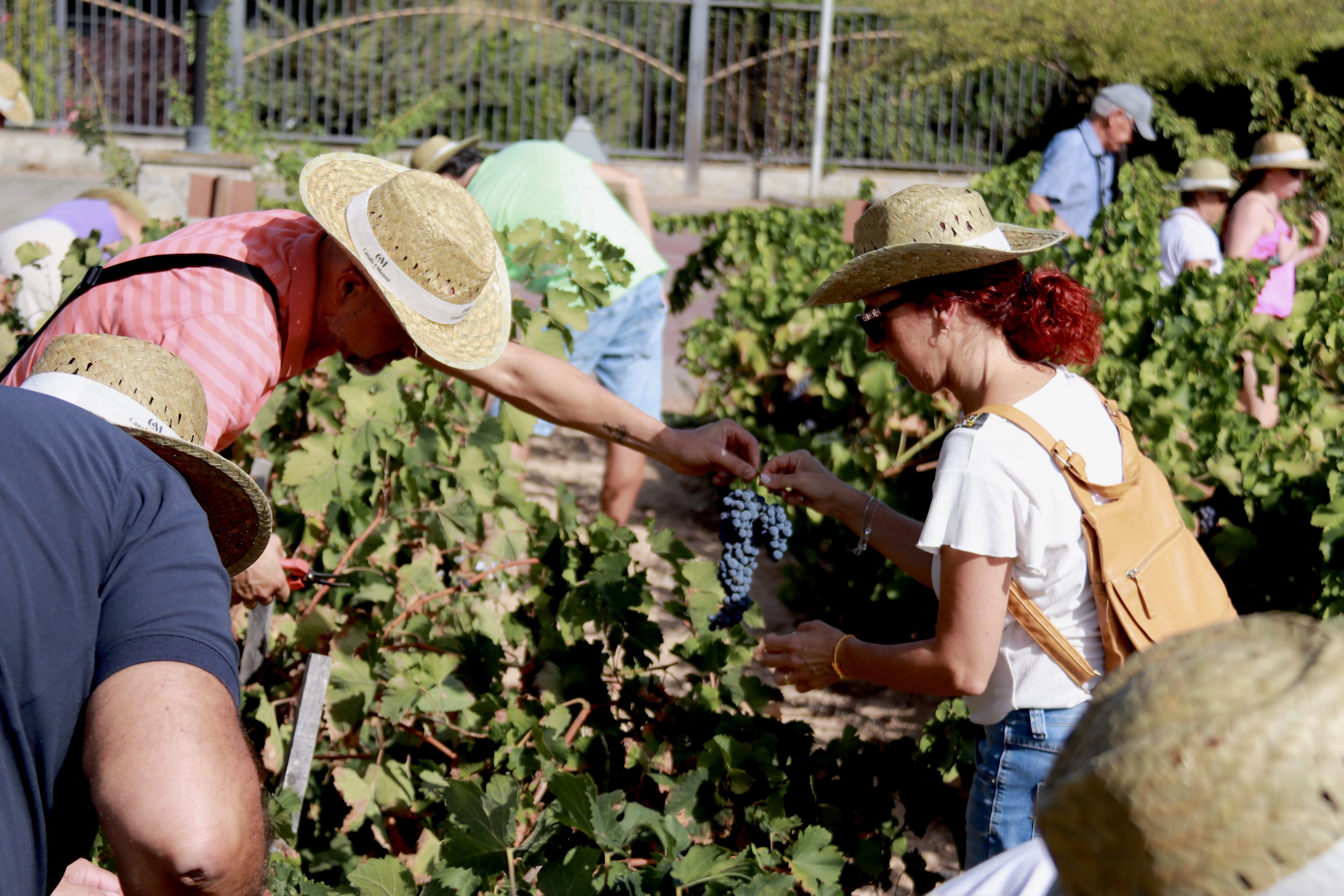 Participants picking grapes off the vine