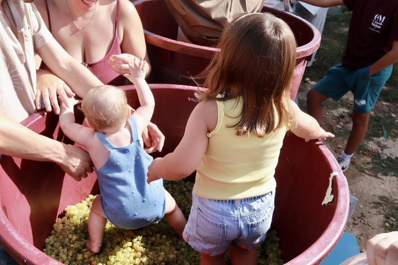 Children stomping grapes during one of the Cava Harvest activities