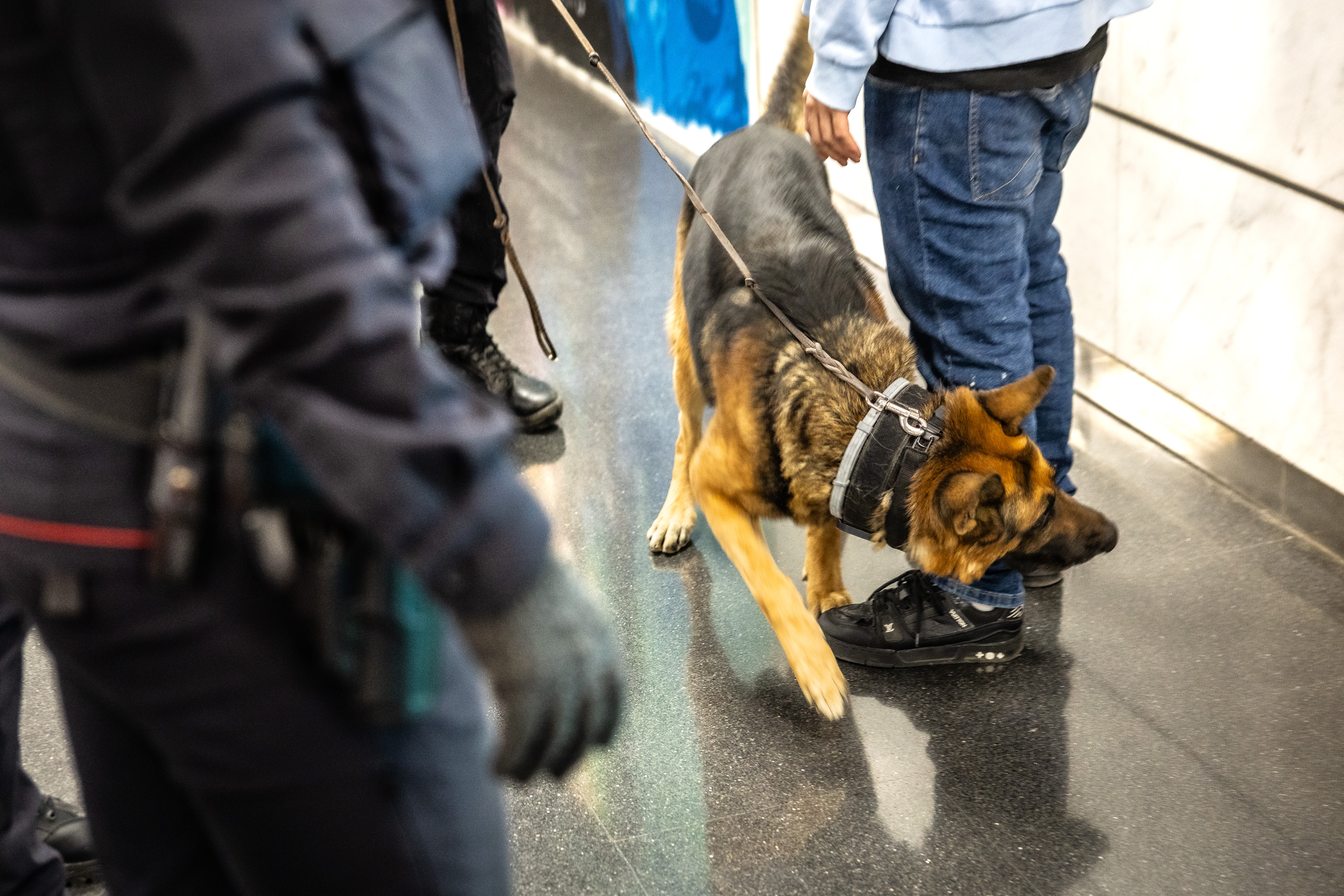 A K-9 unit police during a Kanpai scheme to target multiple-time offenders in Barcelona