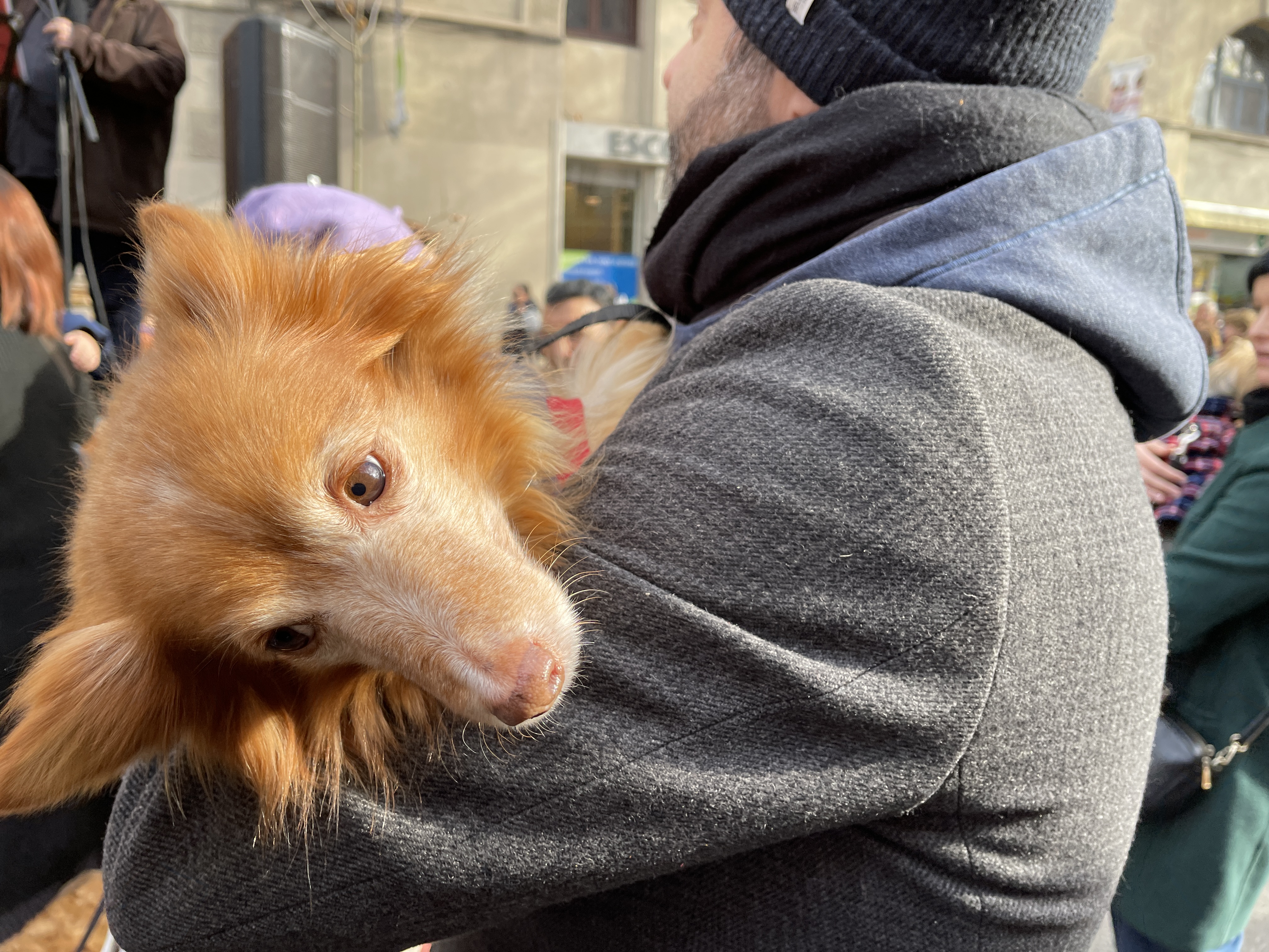 A dog waits in line to receive the priest's blessing