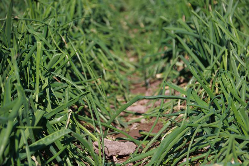 Calçots grown in Valls, Tarragona