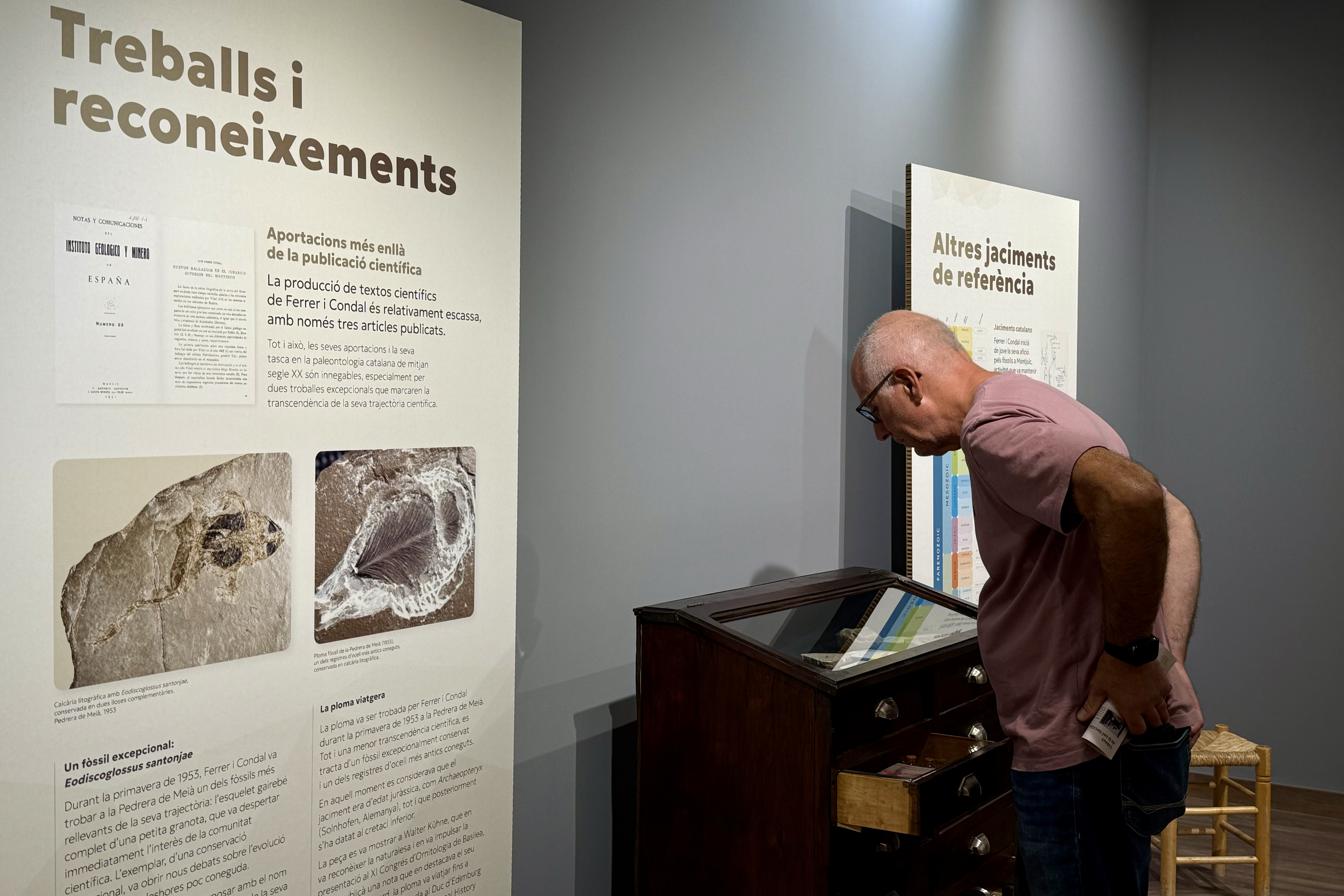 A visitor to at the Ferrer i Condal fossil exhibition at the Museu de la Conca Dellà