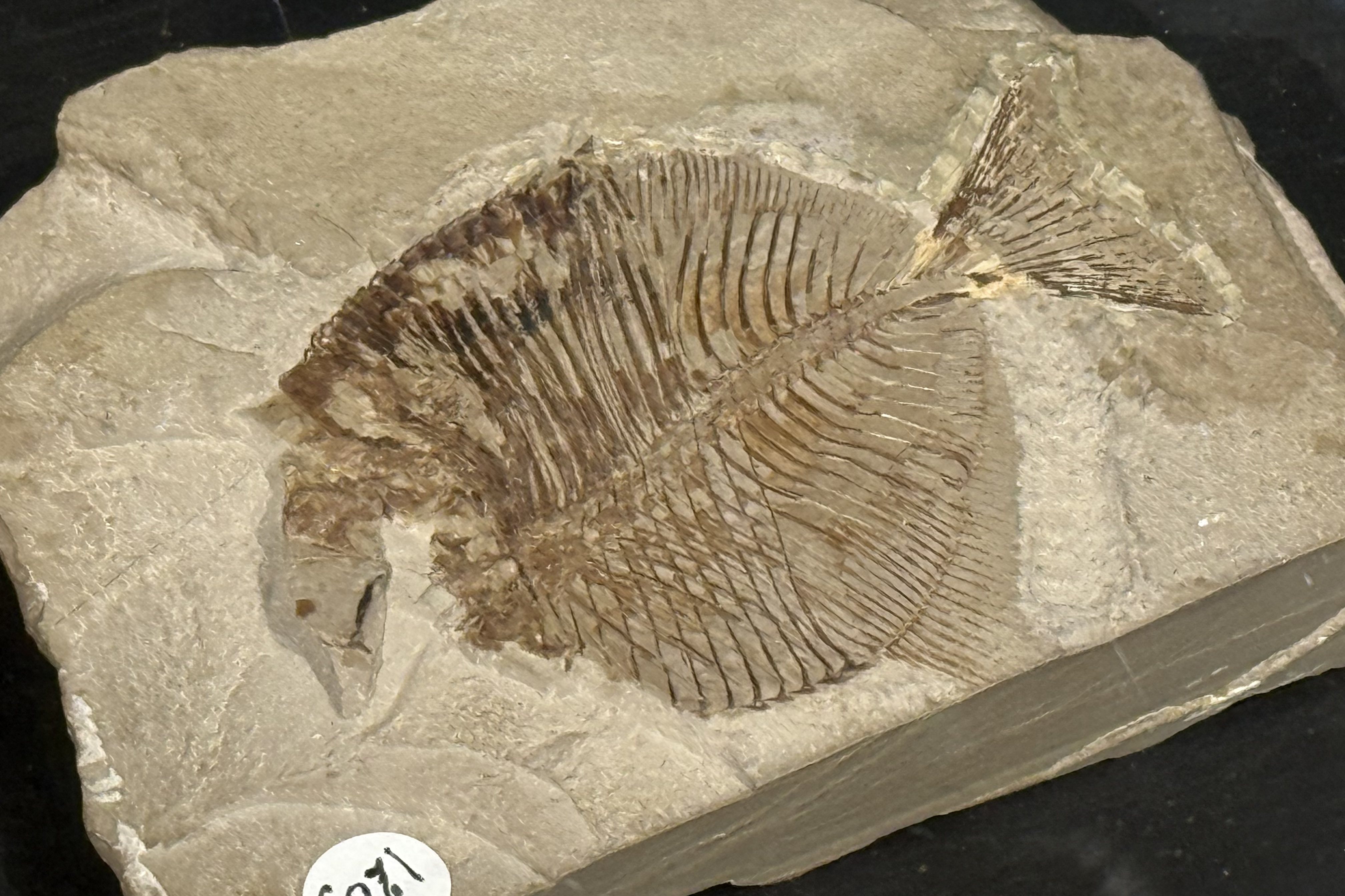 A fossil of a fish