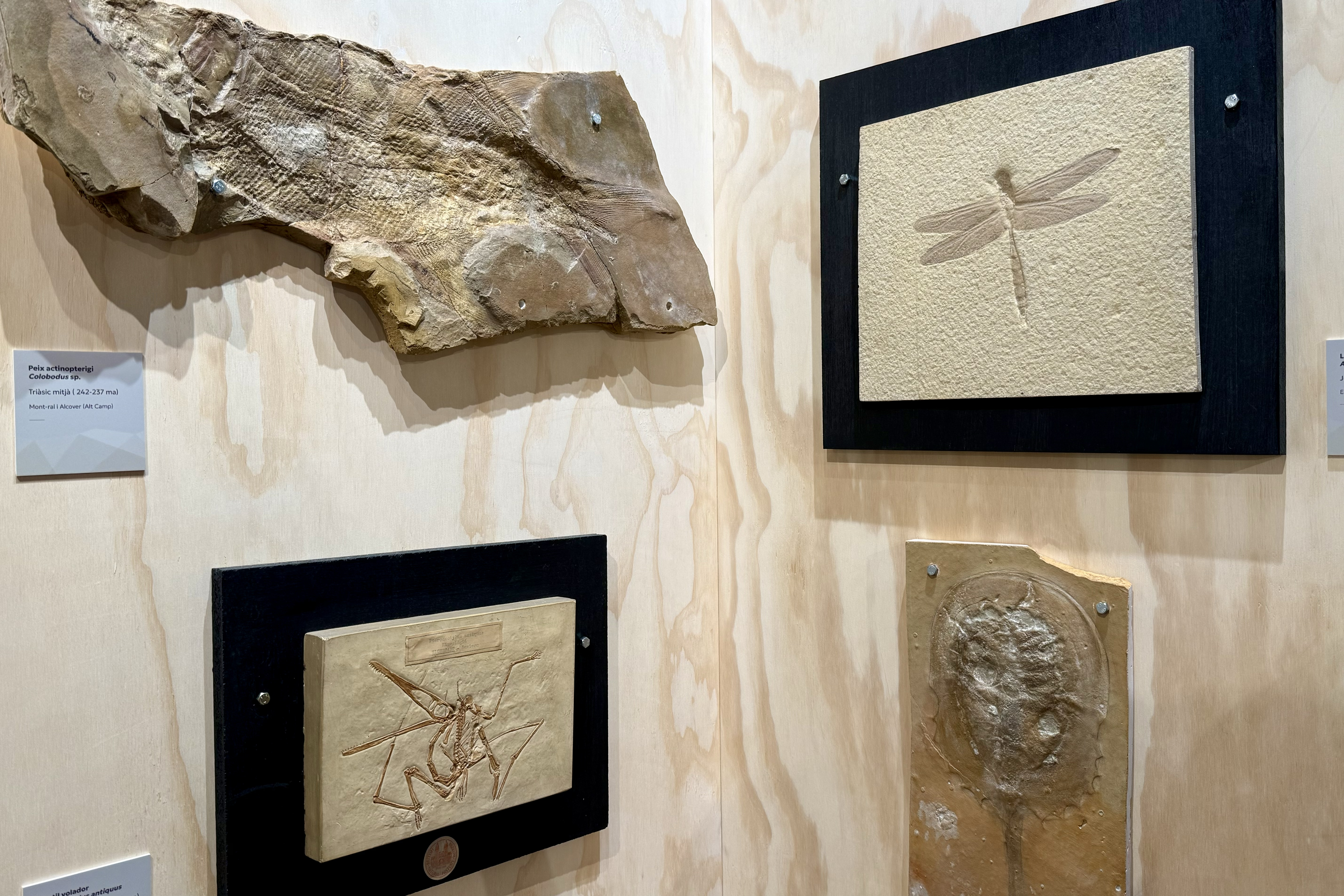 Fossils from the Ferrer i Condal collection on display at the Museu de la Conca Dellà