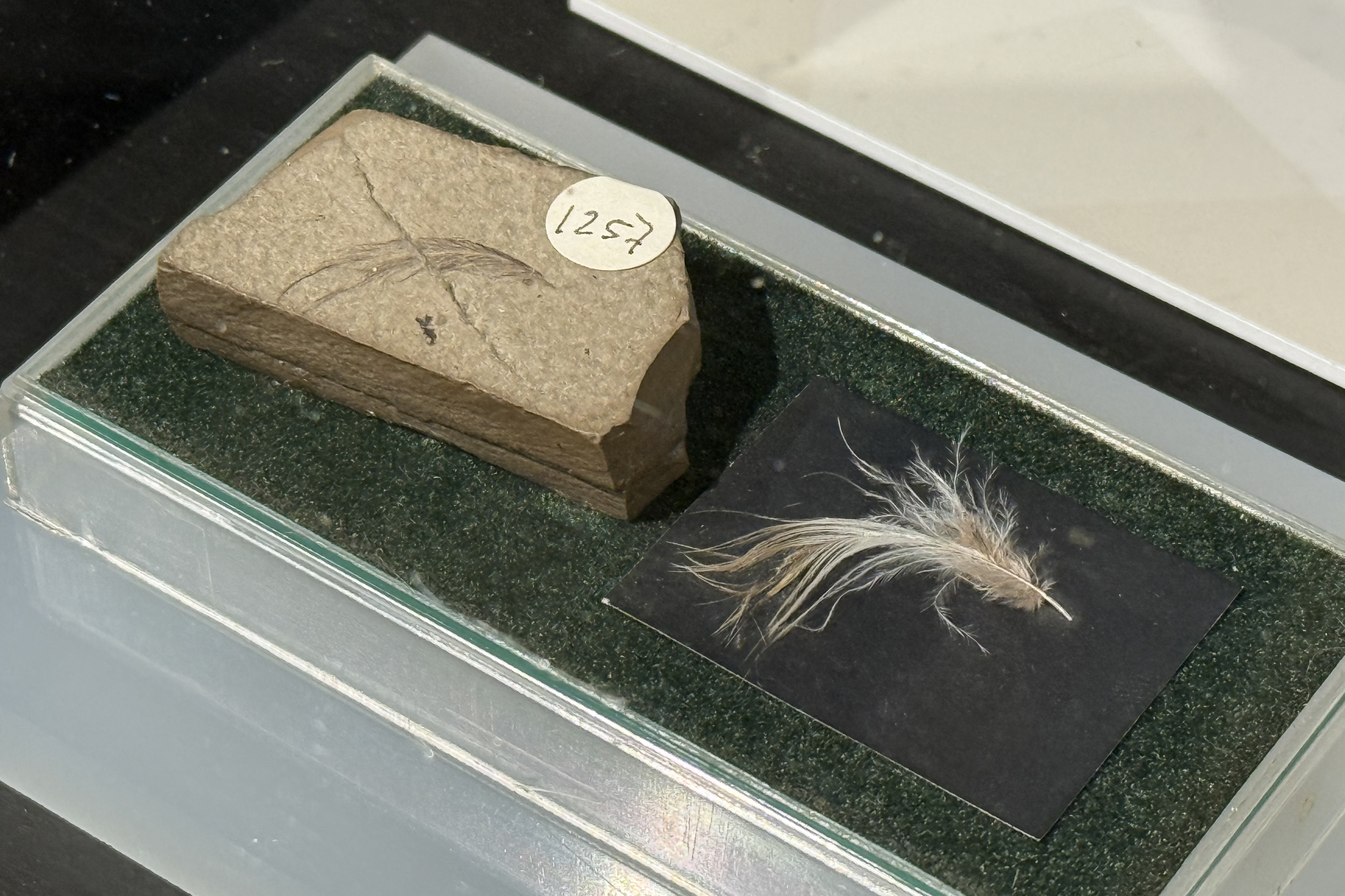 A fossil of a feather that is on display at the Museu de la Conca Dellà