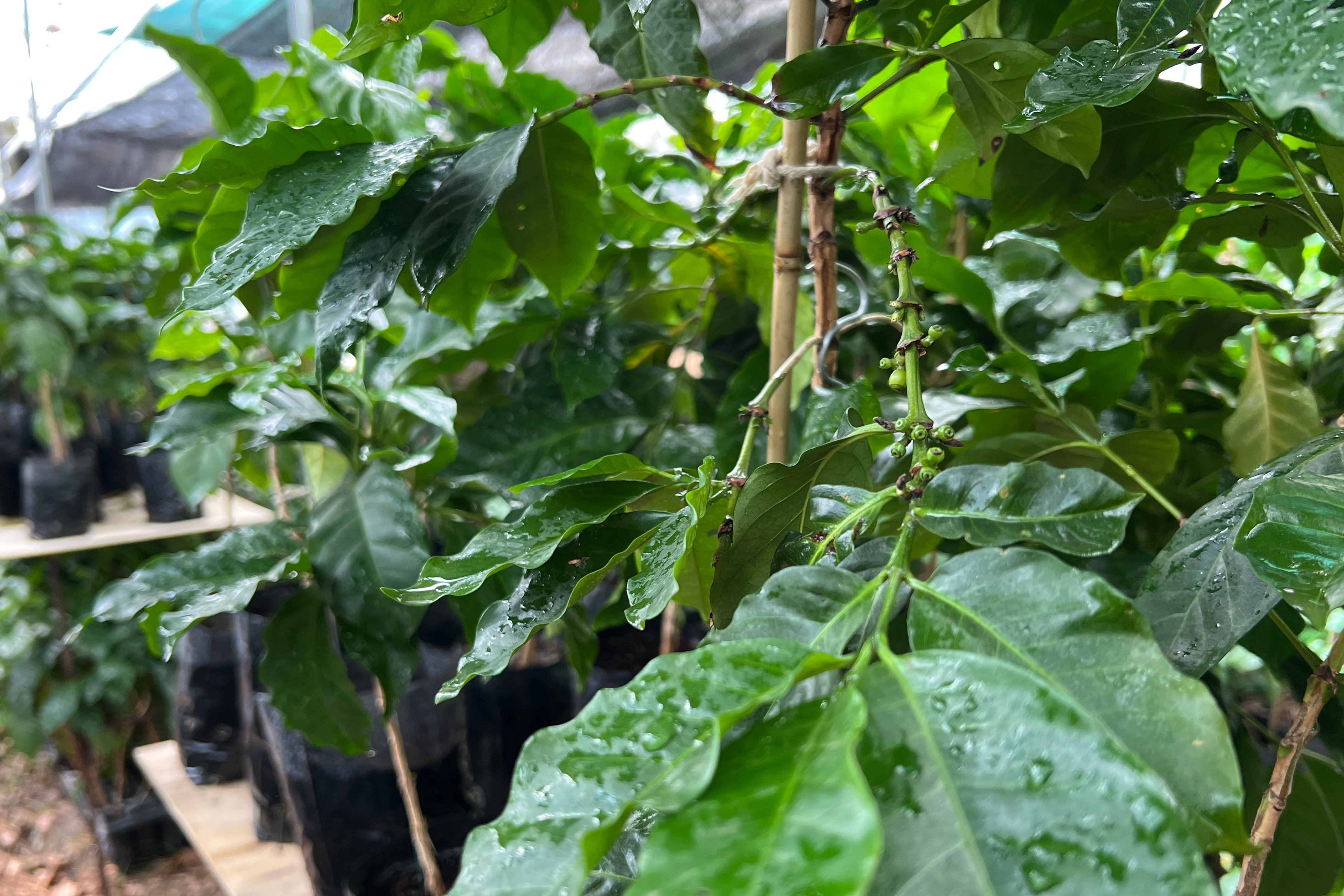 Coffee plants.