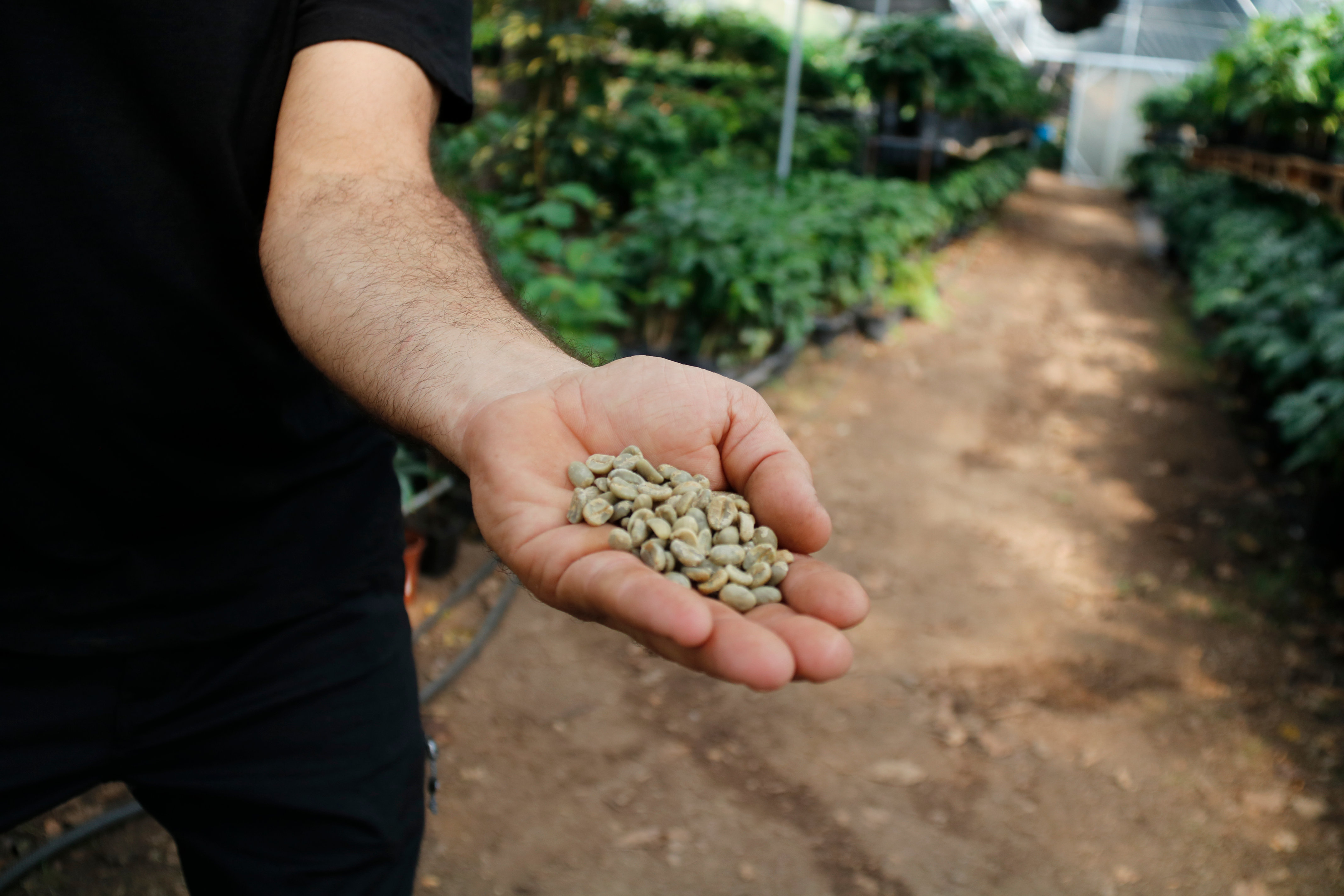 Coffee grown on their plantation.