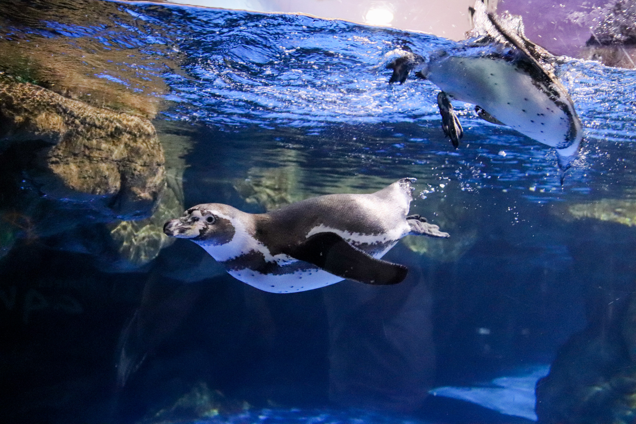 Penguins at the Barcelona Aquarium