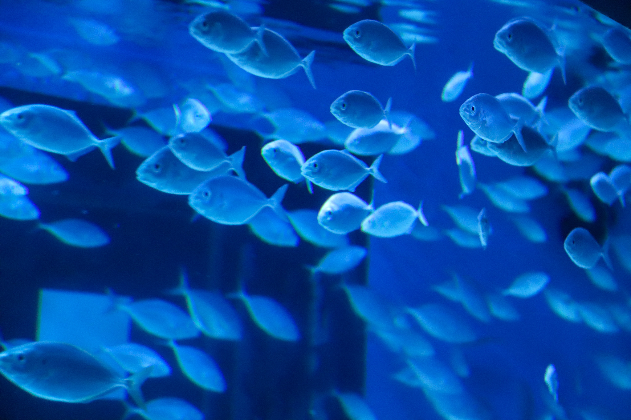 Fish at the Barcelona Aquarium