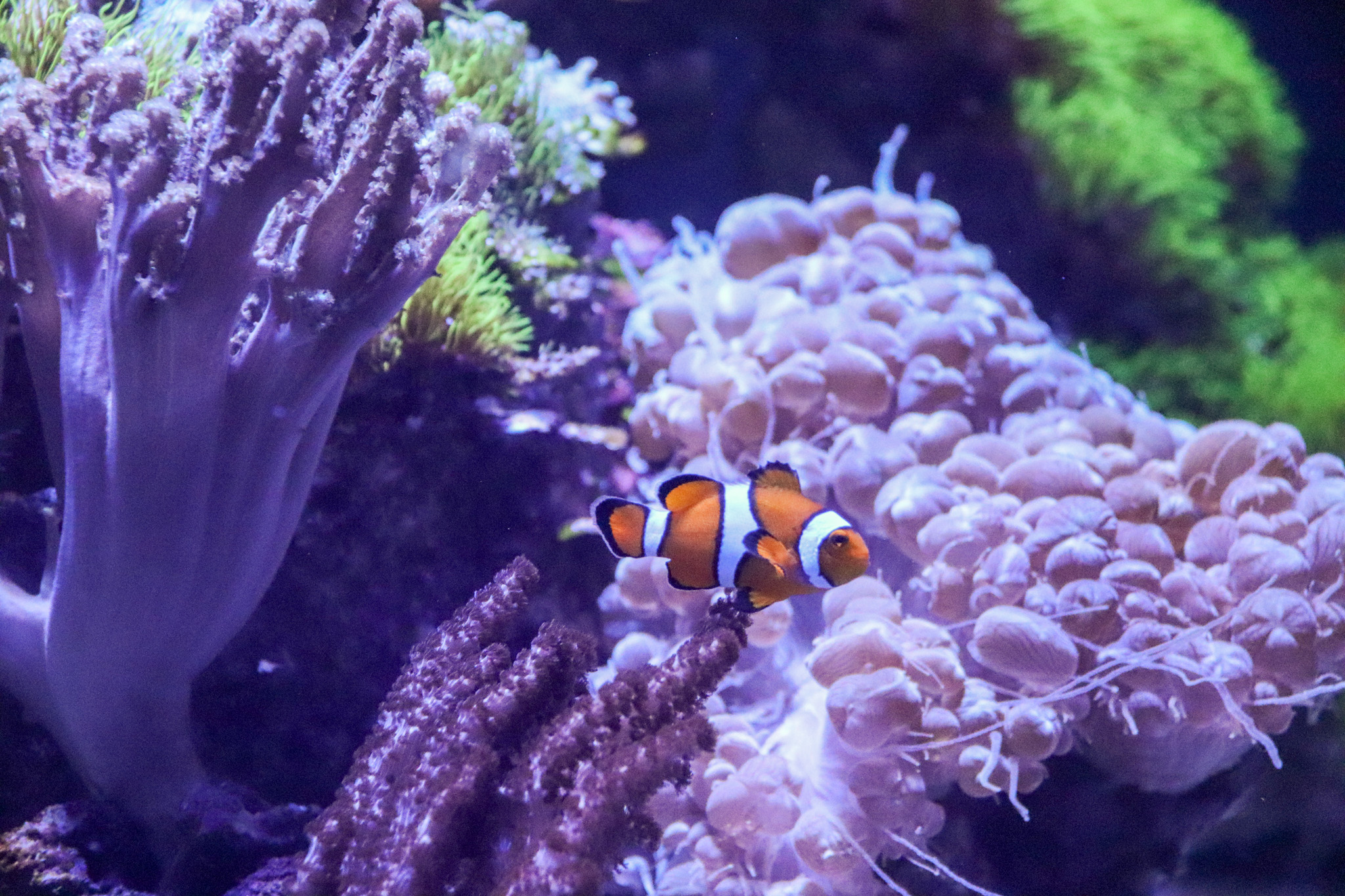 A clown fish at the Barcelona Aquarium