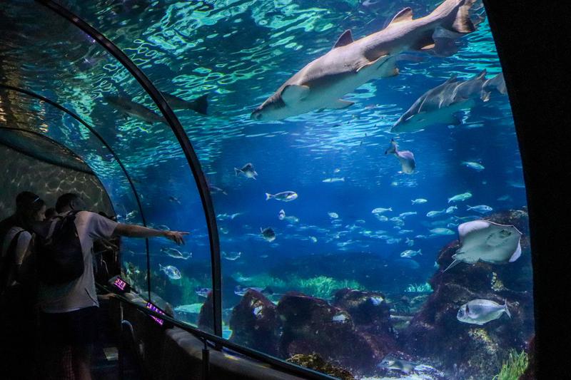<strong>Barcelona Aquarium</strong> renovated with new species and new technology&nbsp;