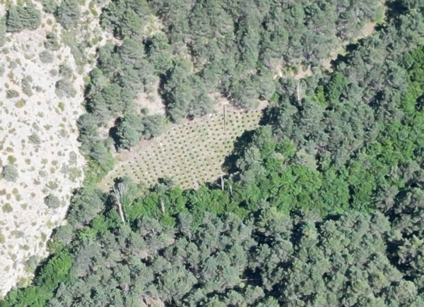 Plantació de marihuana amagada en una zona boscosa del Pirineu vista des de l'aire