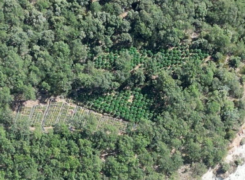 Cannabis farm hidden in a forested area of the Catalan Pyrenees 