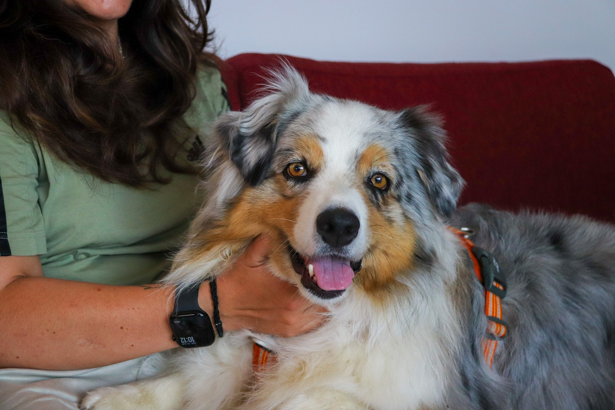 Dog Nara at the office