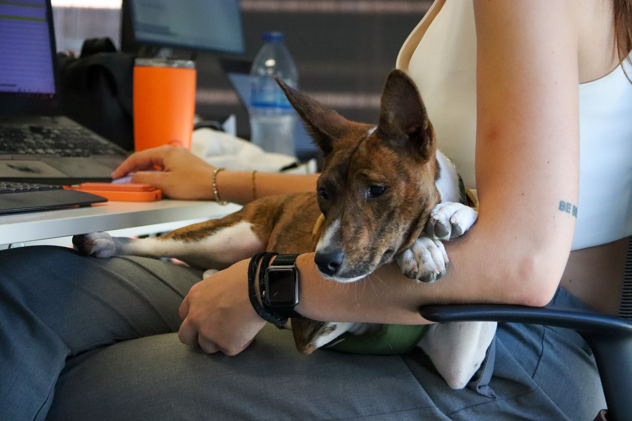 One of the dogs at the pet-friendly office Ogilvy