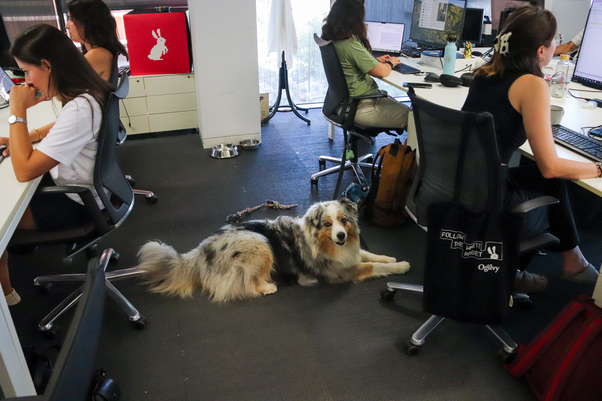 Dog Nara during her owners shift in the office