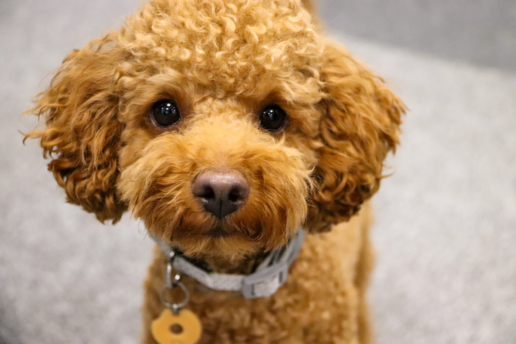 Dog Roby at the office