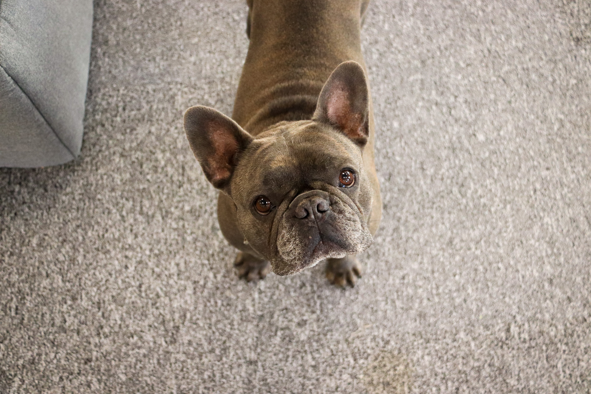 Dog Pipa at the office