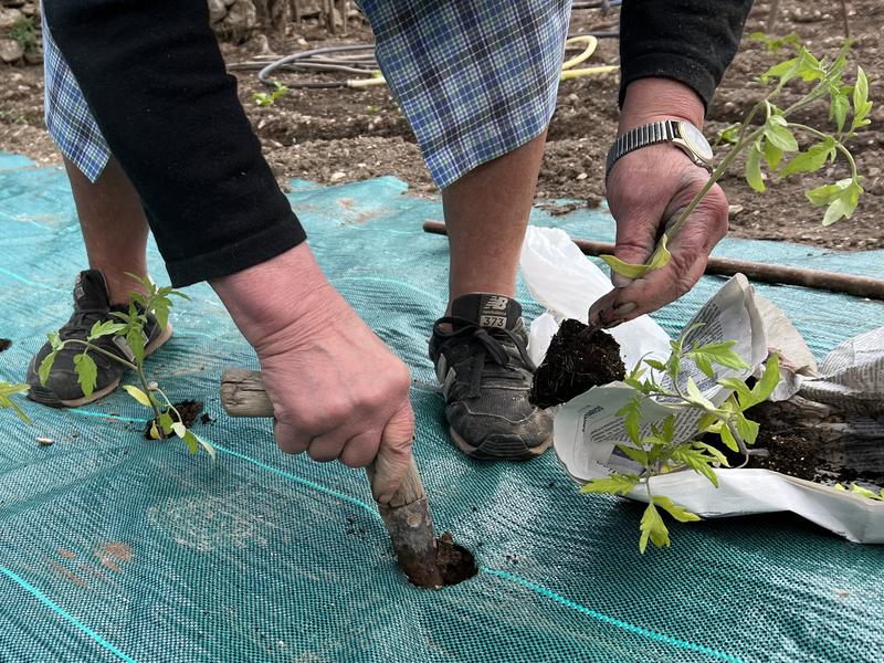 A woman plants tomatoes in western Catalonia