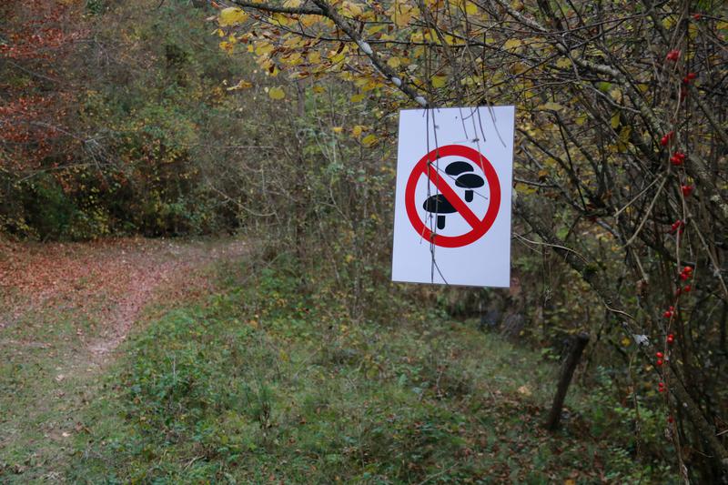 A sign pointing out that mushroom foraging is not permitted in the area