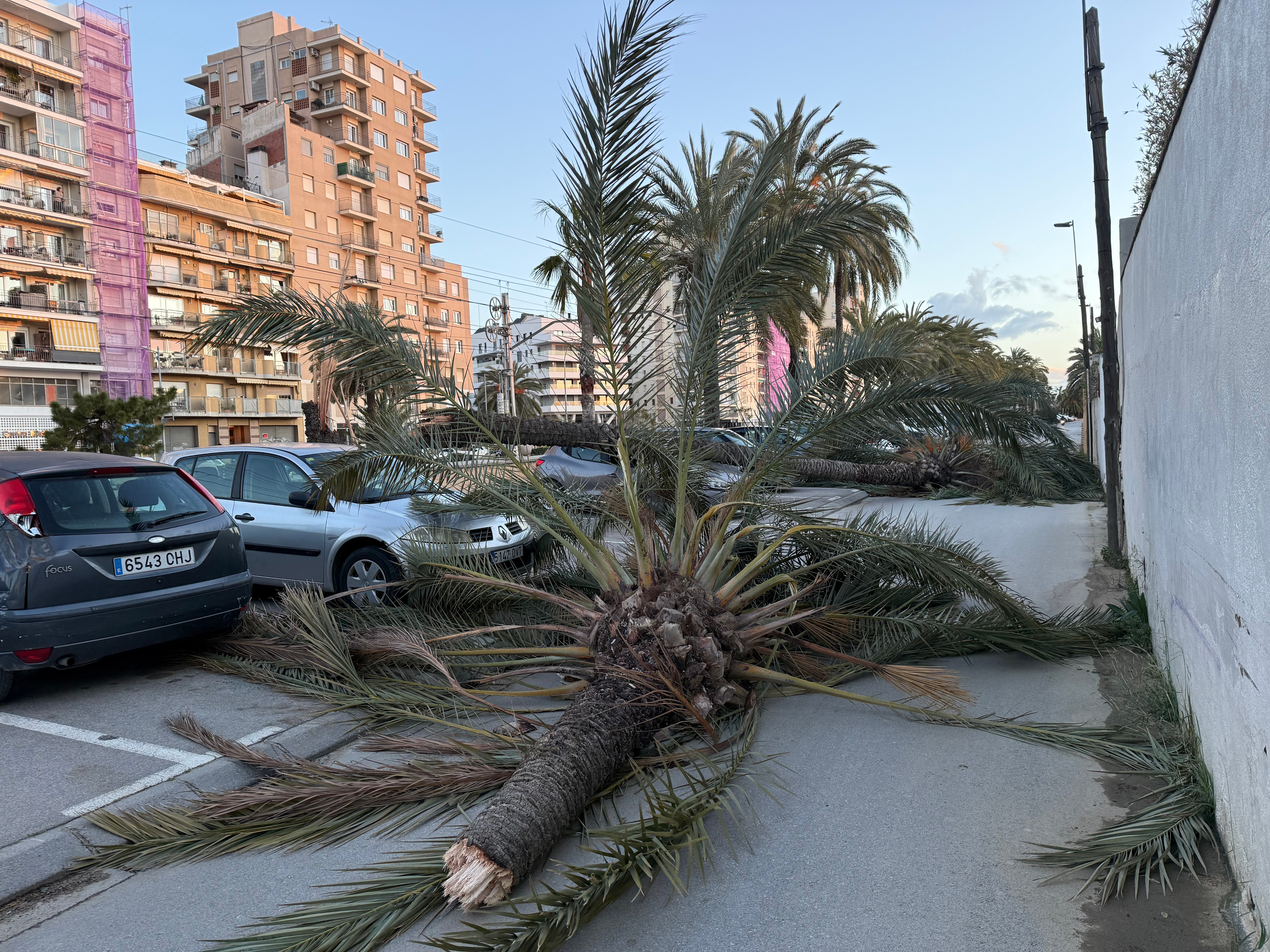 Fallen tree in Mataró