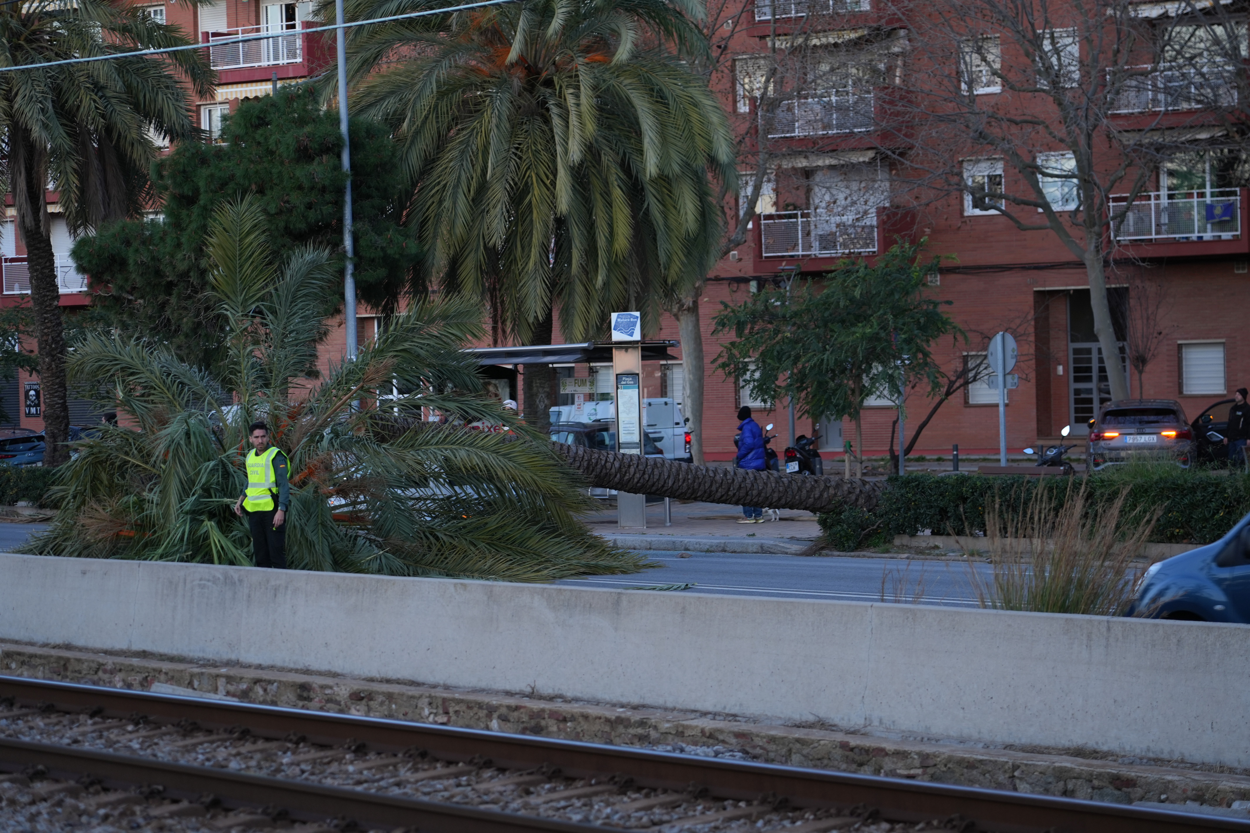 A fallen palm tree in the middle of N-II