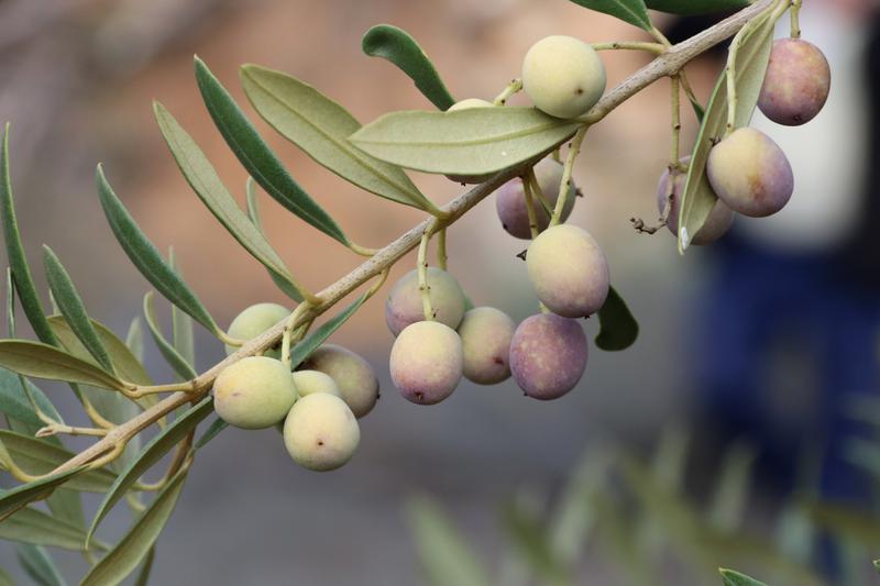Olives in Vimbodí i Poblet