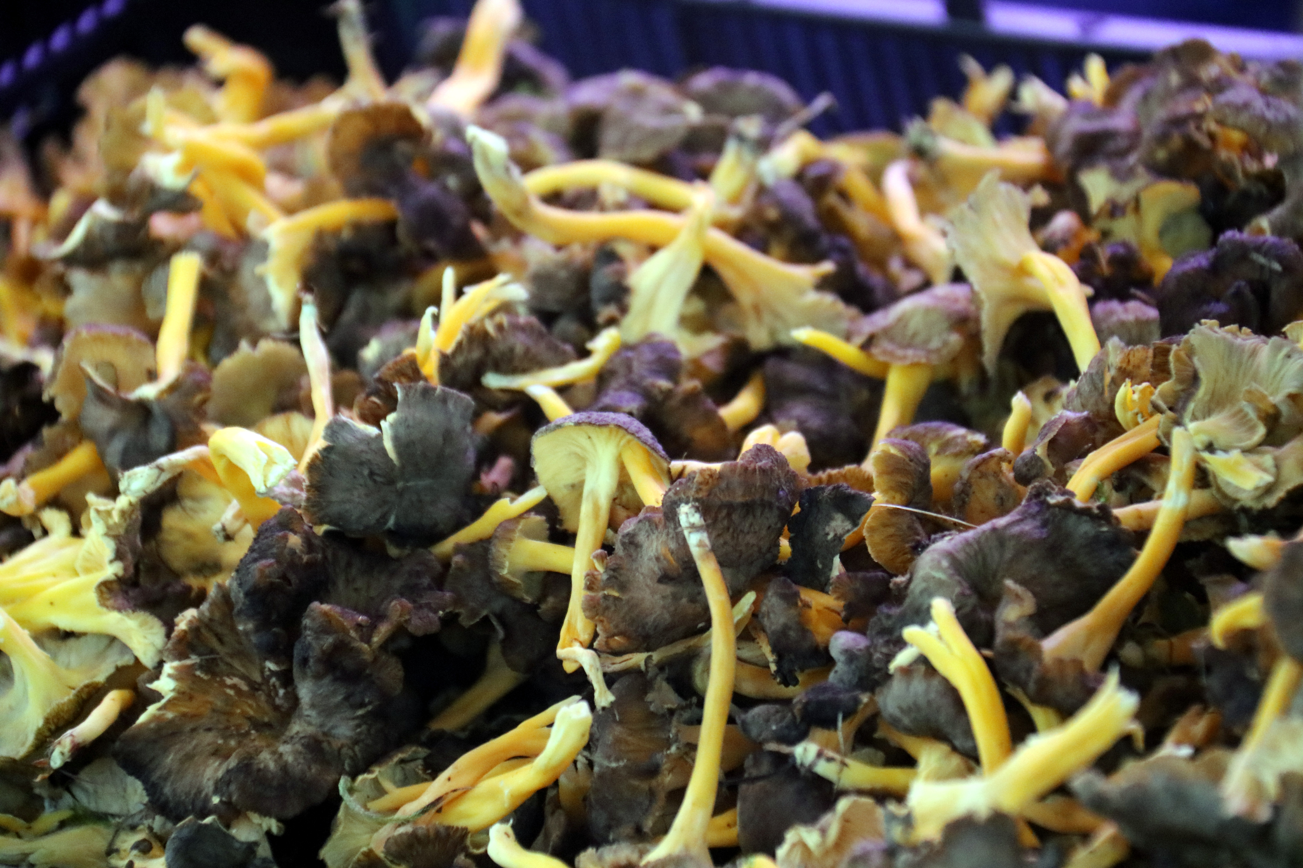 Wild Camagrocs mushrooms