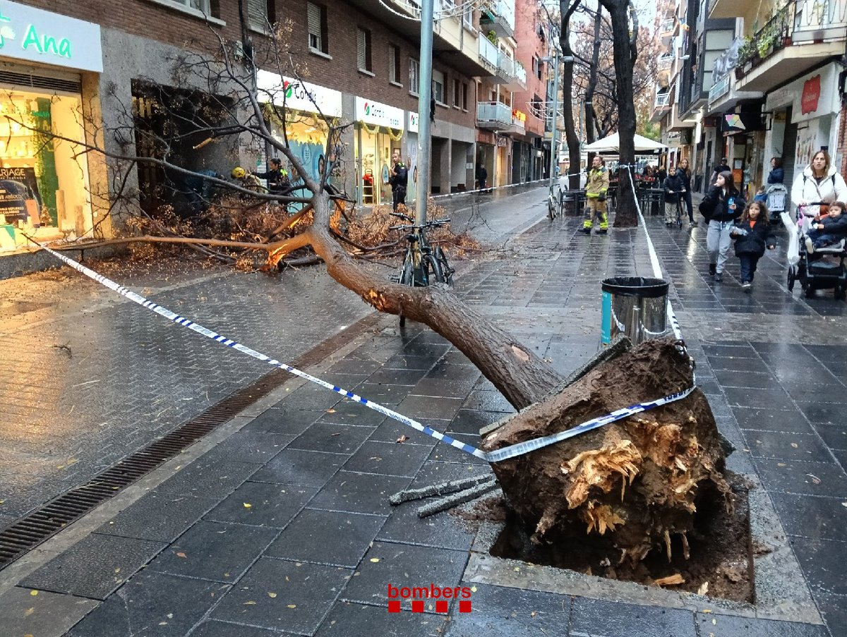 A tree fallen after heavy wind and rain in Castelldefels