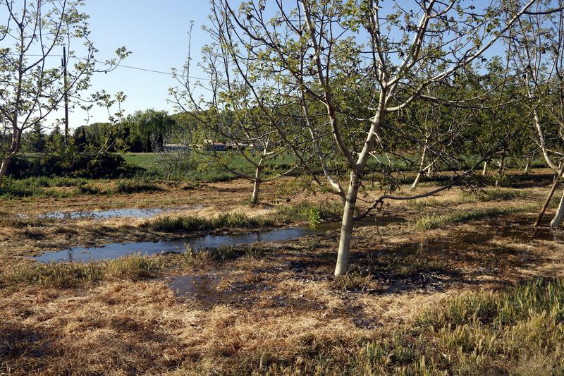 A walnut farm near Mollerussa that is irrigated by the Canal d'Urgell