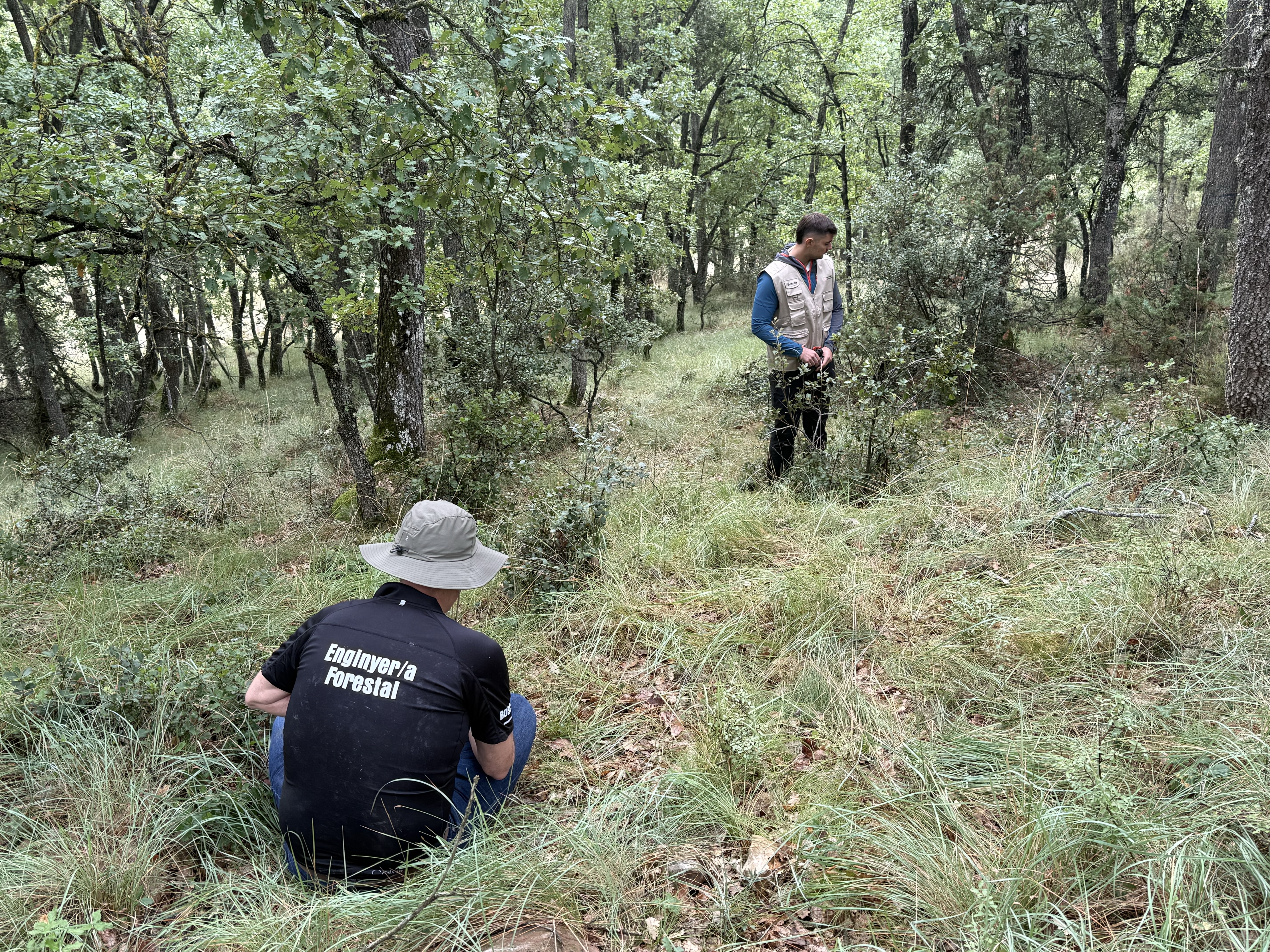 Forest technicians checking the state of trees in rural Catalonia