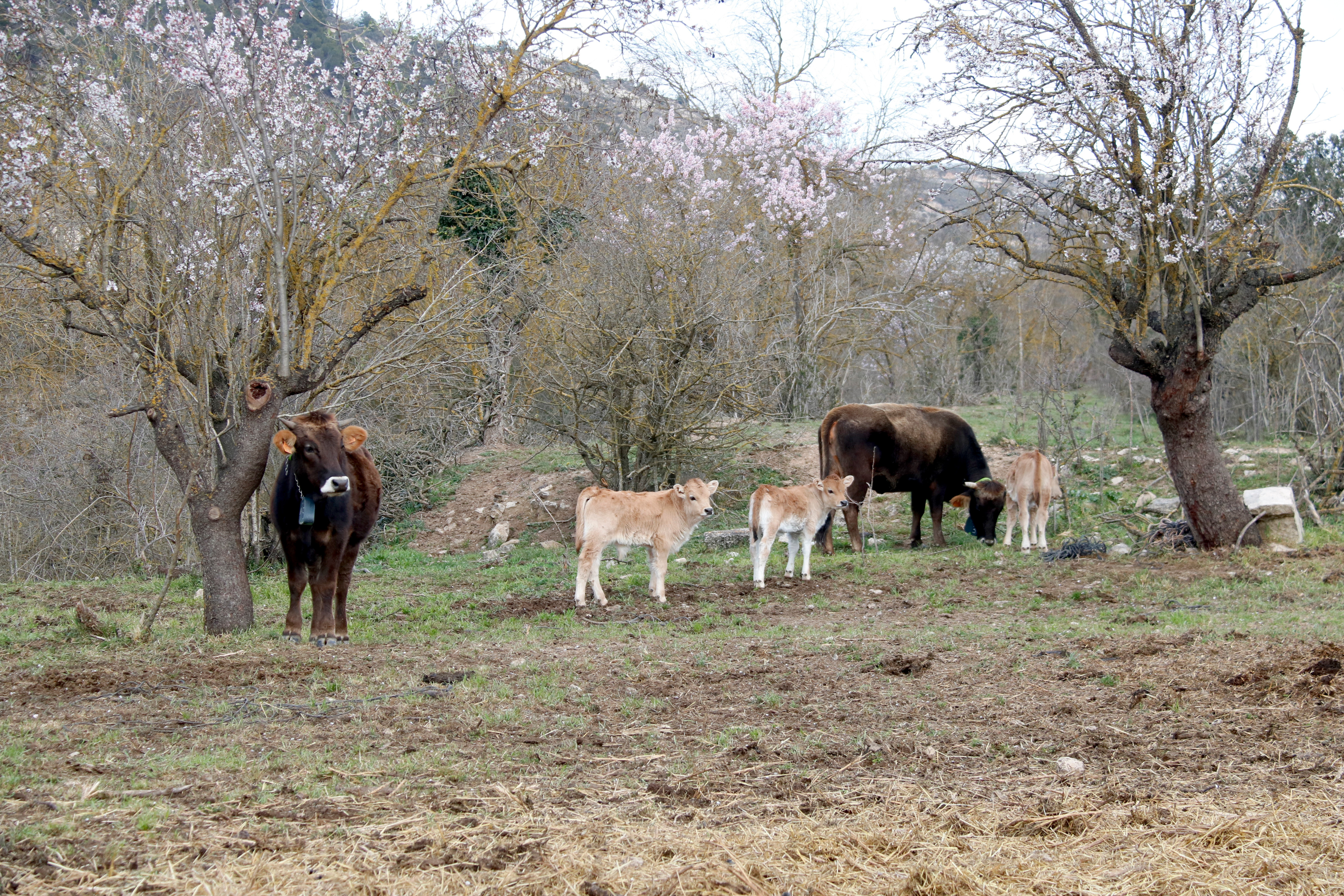 Several Albera cows in the inland town of Guimerà