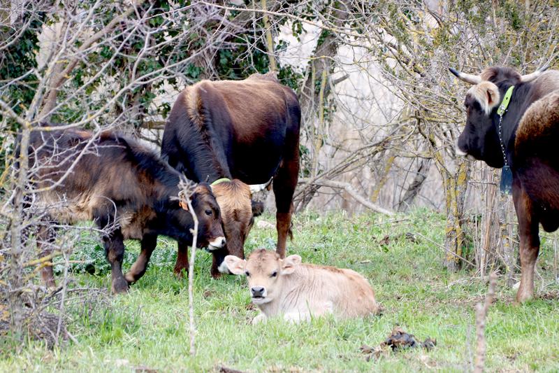Once endangered <strong>Catalan cow breed</strong> makes its comeback, exceeding 800 animals