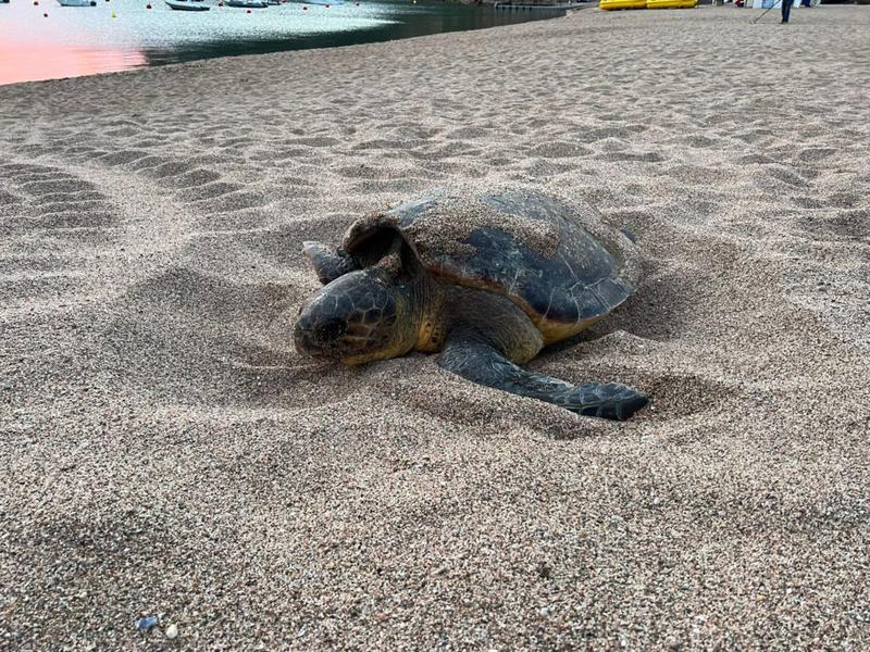 Loggerhead sea turtle on Begur Sa Riera beach