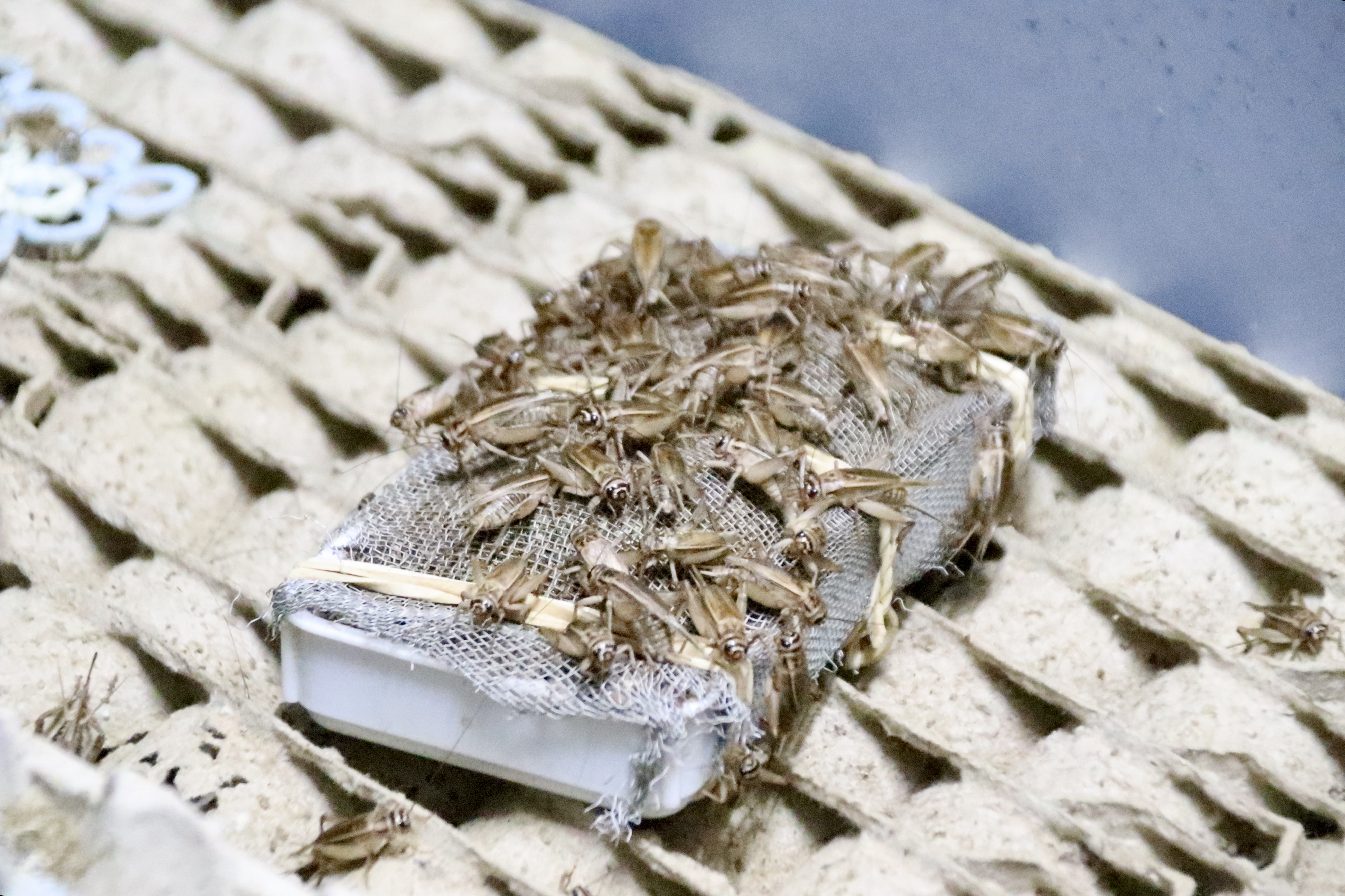 Crickets on the cricket farm of Grill and Co