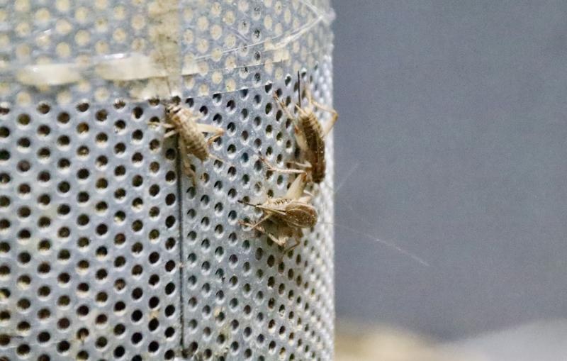 Crickets on the cricket farm of Grill and Co