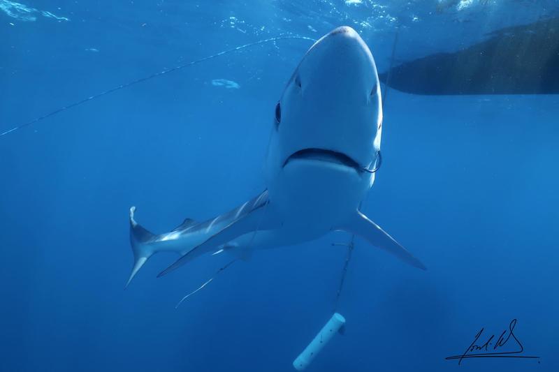 A blue shark with a hook stuck in its mouth