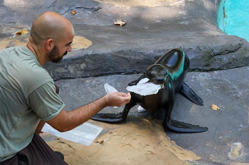 A sea lion receiving ice to cool off at the Barcelona Zoo.