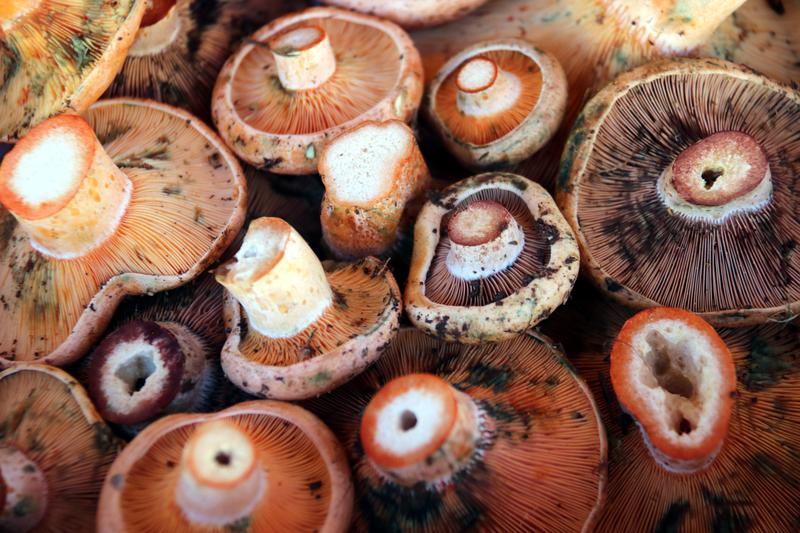 Rovellons, one of the most popular mushrooms in Catalonia.