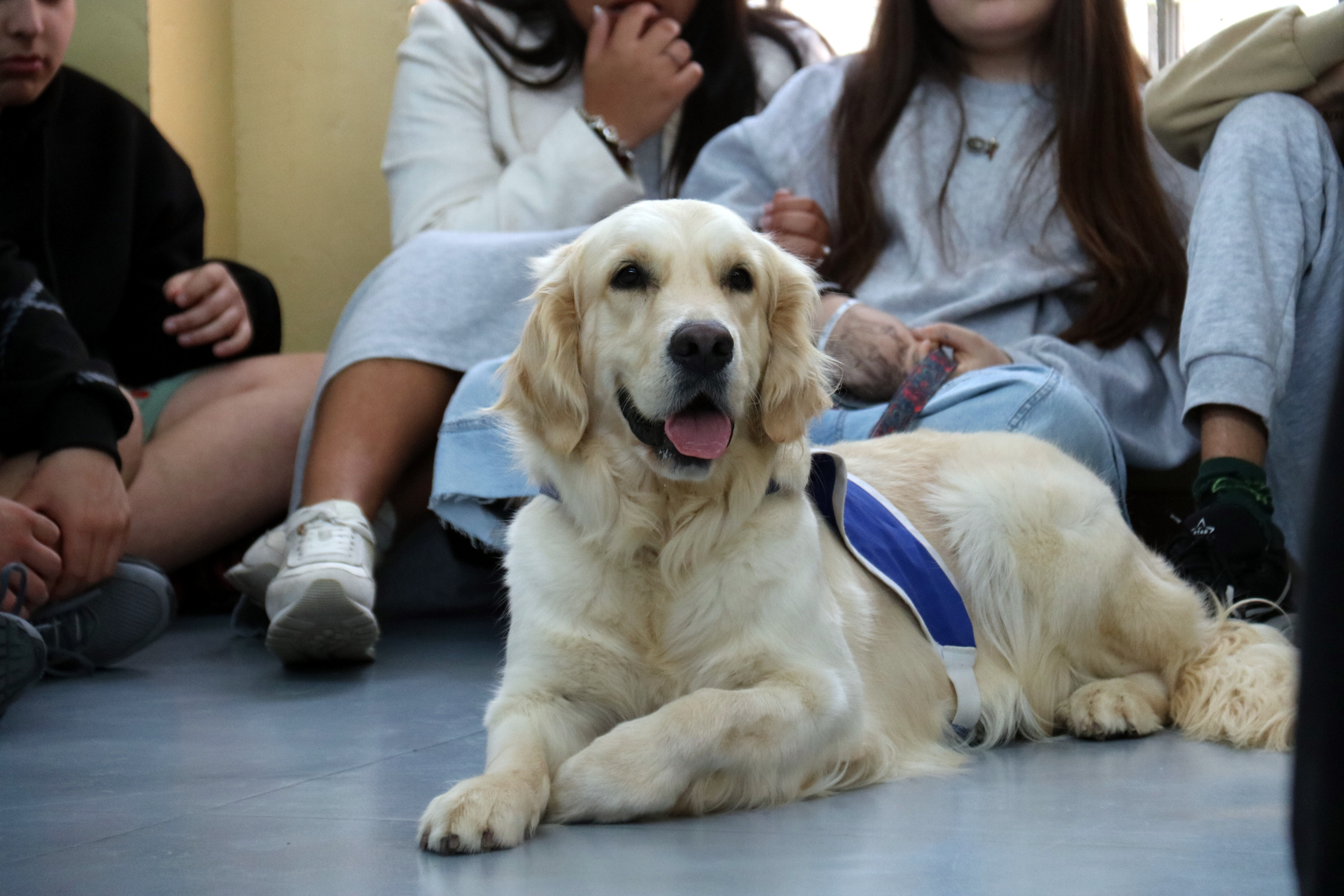 Fusta, one of the therapy dogs at the high school Lacetània in Manresa