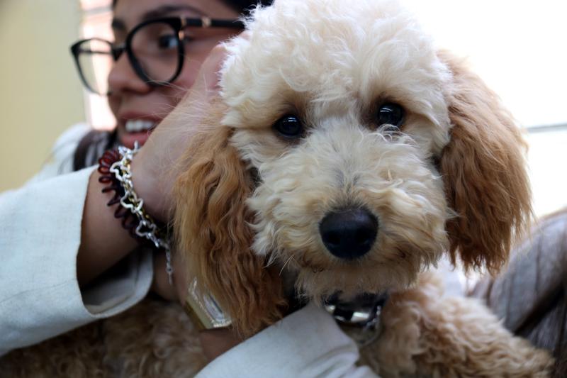 Mel, one of the therapy dogs at the high school Lacetània in Manresa 