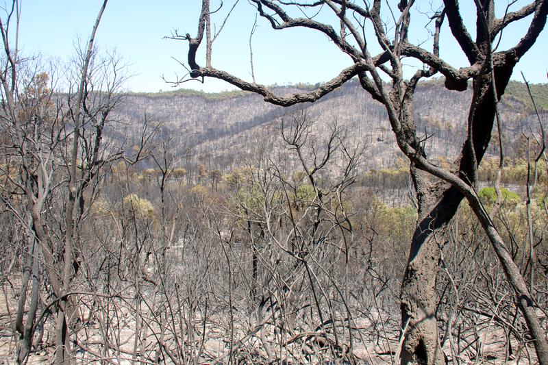 Scorched land within the 40-kilometre perimeter of the Gavarres wildfire