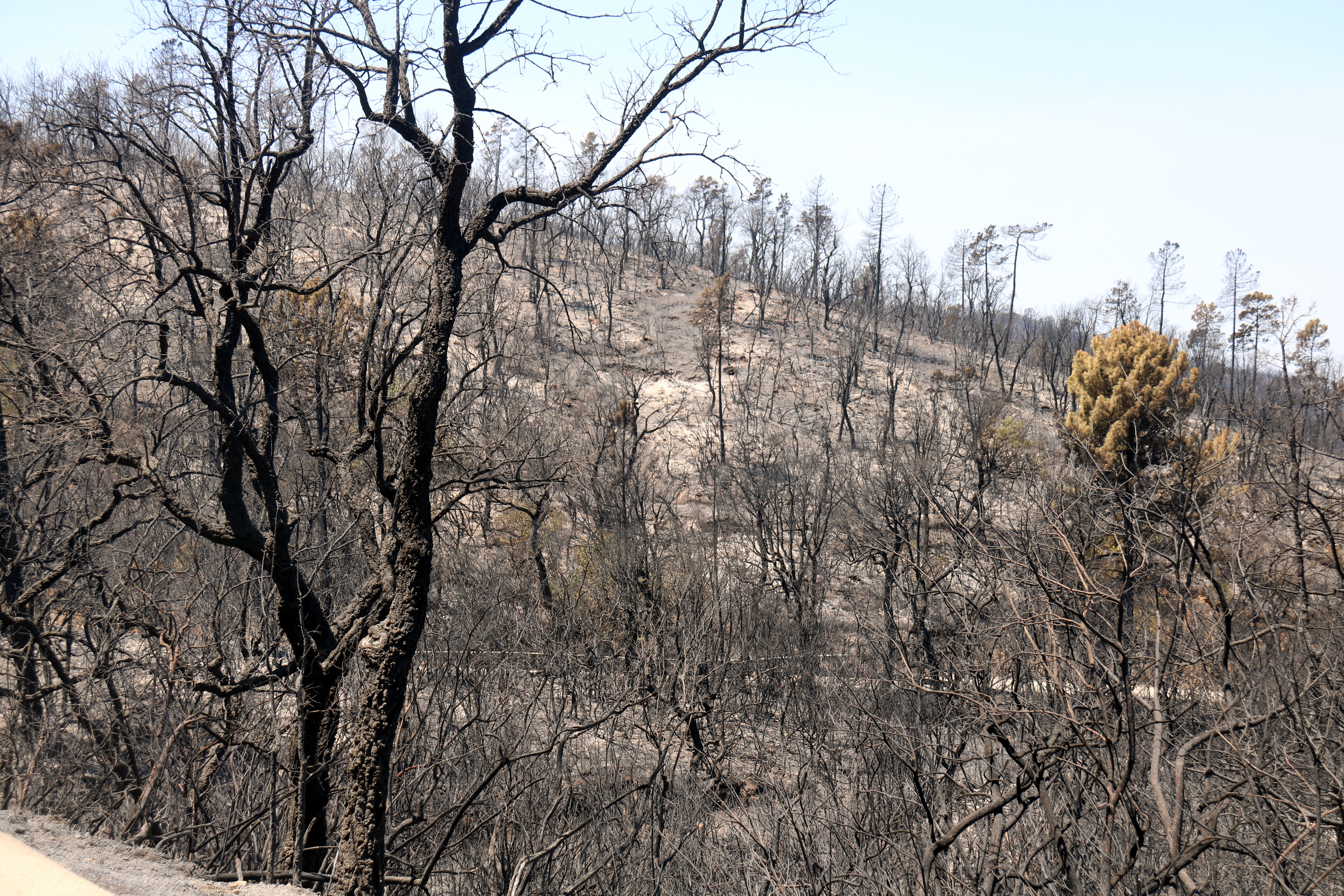 Burned trees in the Gavarres massif after a wildfire that has affected more than 2,000 hectares
