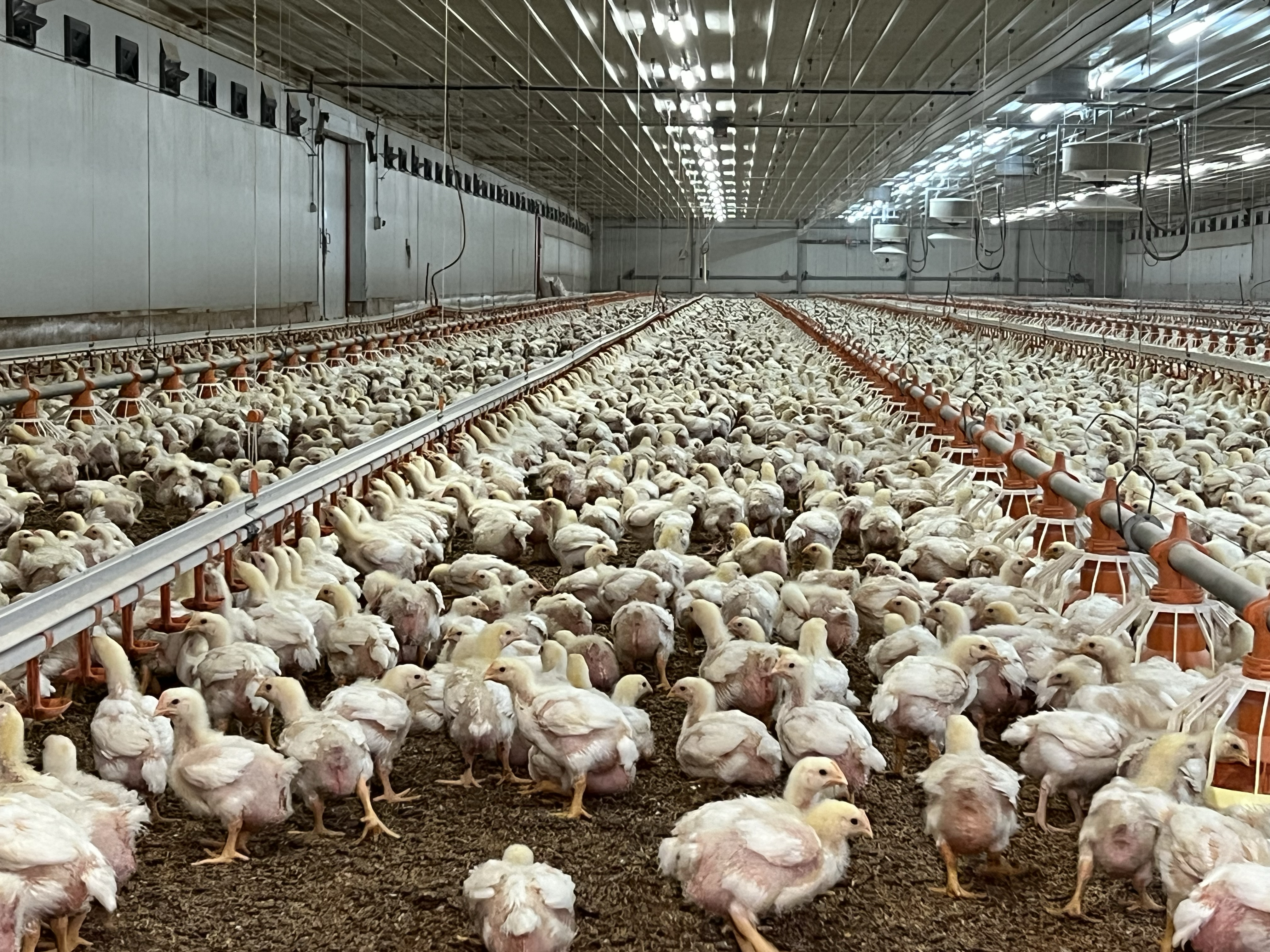 Inland Catalonia chicken farm